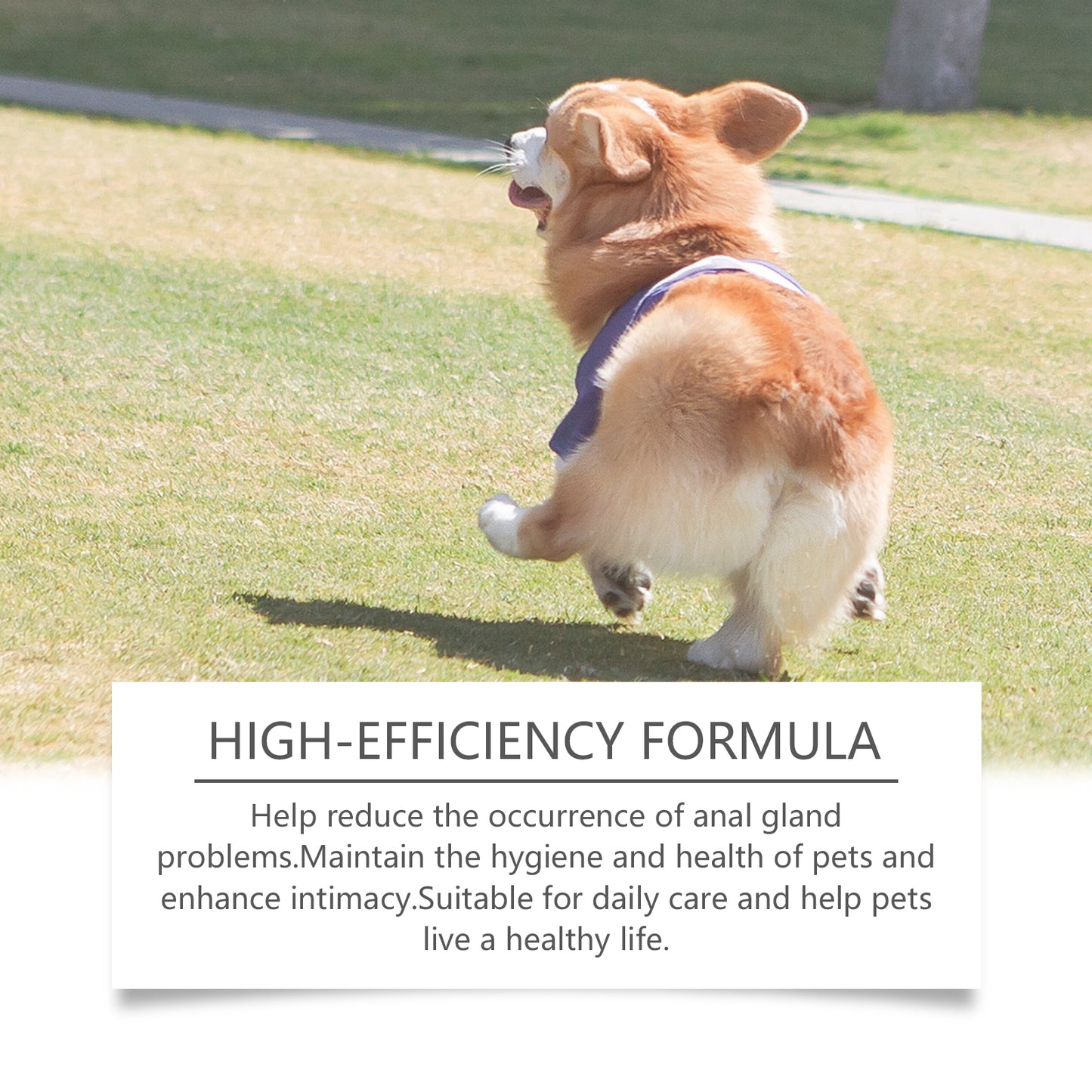 Dog Anal Gland Odor Removal Spray - product view 4