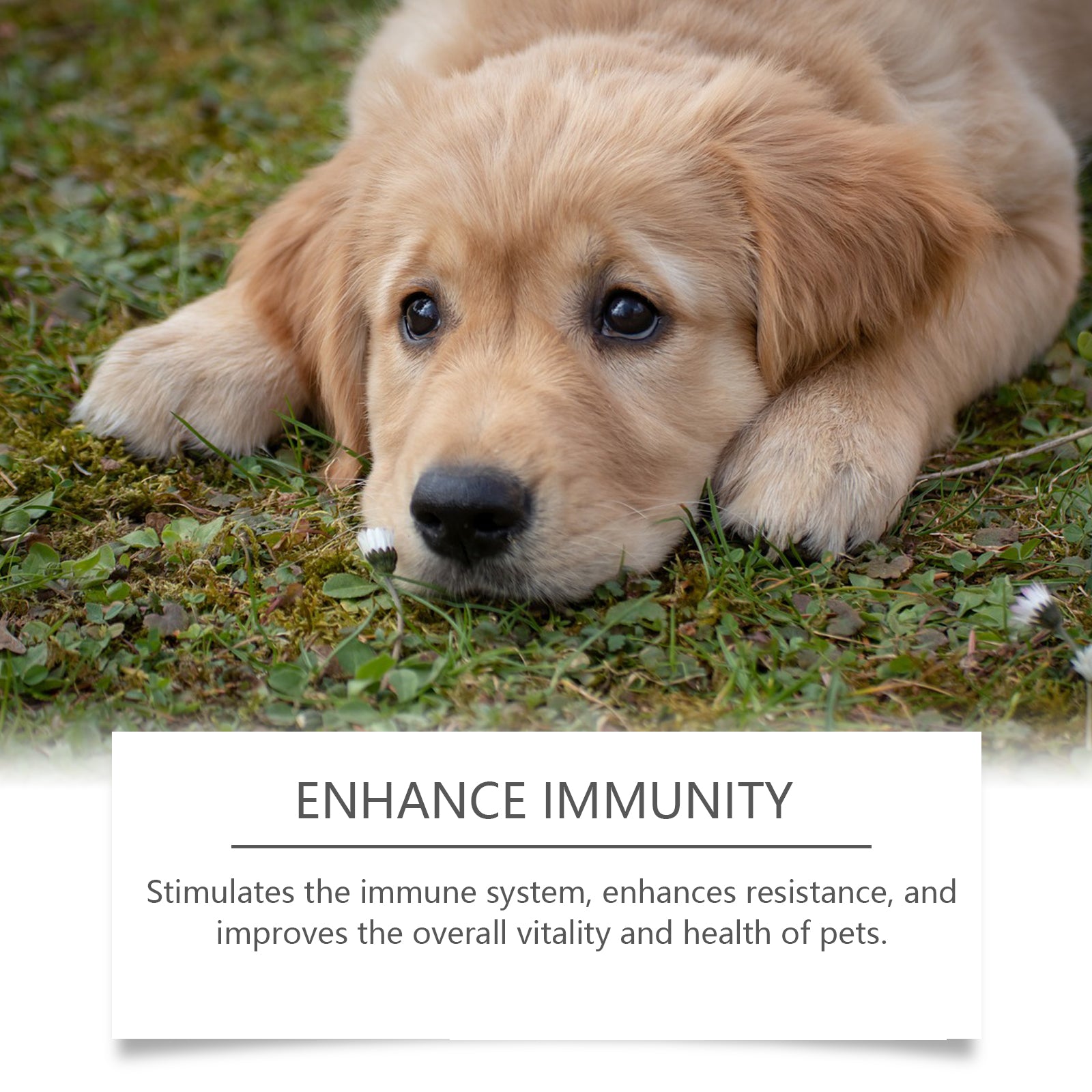Immune Support Food Supplement for Dogs - product view 5